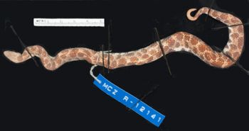 Media type: image;   Herpetology R-12141